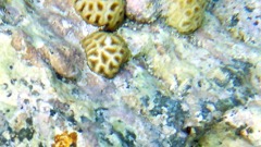 Golfball Coral